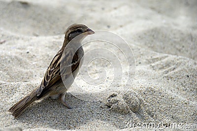 Sparrow Stock Photo