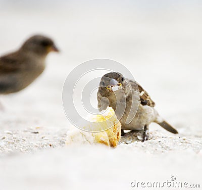 Sparrow Stock Photo