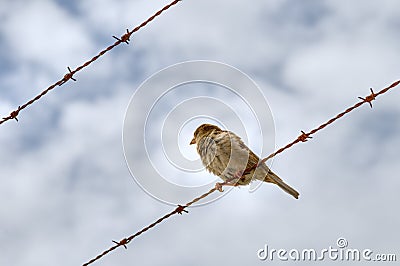 Sparrow on barbed wire Stock Photo