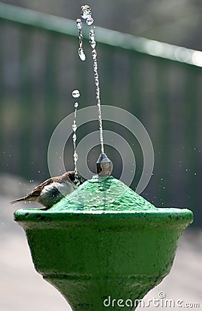 Sparrow Bathing Stock Photo