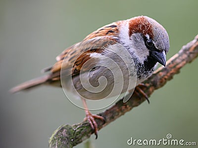 Sparrow bird Stock Photo