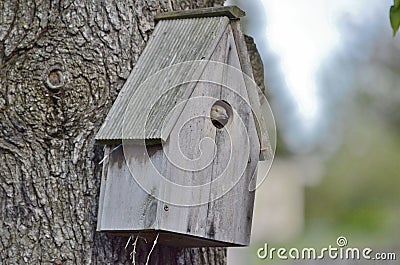 Sparrow in bird house Stock Photo