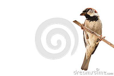 Sparrow bird isolated. House sparrow songbird Passeridae, Passer domesticus perching dry sunflower stem isolated cut out white Stock Photo