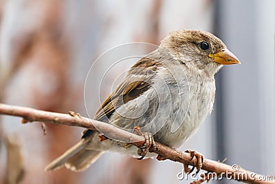 Sparrow bird perched sitting on tree branch. Sparrow songbird Passer domesticus sitting and singing on dried wood branch Stock Photo