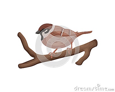 A sparrow on a branch. The image of a sparrow sitting on a tree branch. Cute sparrow on a branch. Vector illustration on Vector Illustration