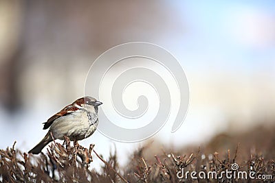 Sparrow in the bushes wildlife wing winter zoology Stock Photo