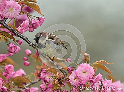 Sparrow in a cherry blossom Stock Photo