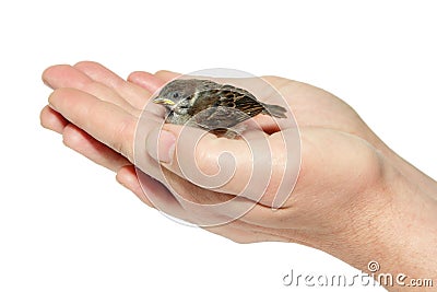 Sparrow chick baby yellow-beaked in male hands Stock Photo