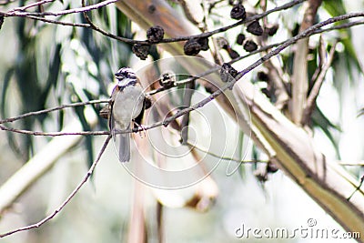 Sparrow on eucalyptus branch Stock Photo