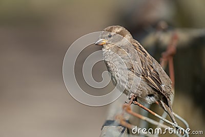 Sparrow on a Fence on Sunny Day Stock Photo