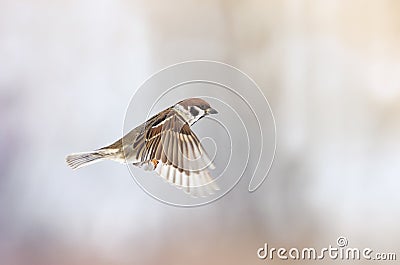 Sparrow flies forward with its wings outstretched Stock Photo