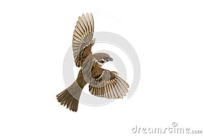Sparrow flies Stock Photo