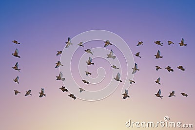 Sparrow flock flying in sky, love concept Stock Photo