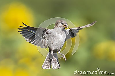 A Sparrow flutters against the background of green meadows Stock Photo