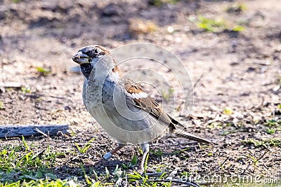 Sparrow or gorrion passer domesticus on grass Stock Photo