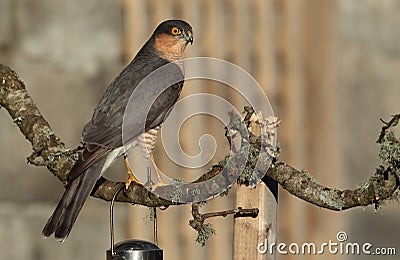 Sparrow hawk bird. Stock Photo