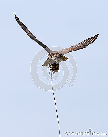 Sparrow Hawk catching a lure Stock Photo