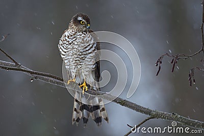 Sparrow hawk, female Stock Photo