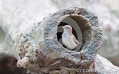 Sparrow in a hollow tree Stock Photo