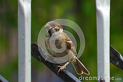 Sparrow on a metal fence Stock Photo