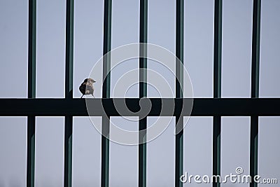 Sparrow on a metal fence Stock Photo