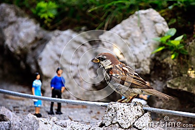 Sparrow in park Stock Photo