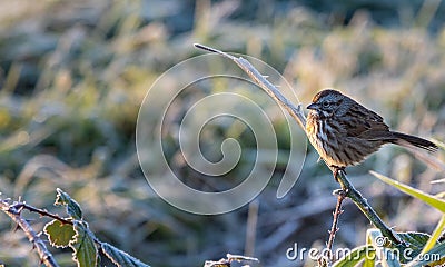 Sparrow Passeridae perching on branch on a chilly early fall morning Stock Photo