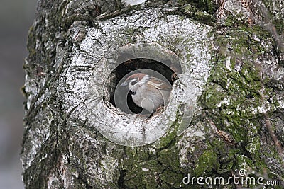 Sparrow peeking out of a hollow tree in the woods Stock Photo