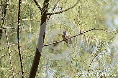 The sparrow perch on branches in the morning Stock Photo