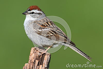 Sparrow on a perch with a colorful background Stock Photo