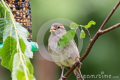 Sparrow Stock Photo