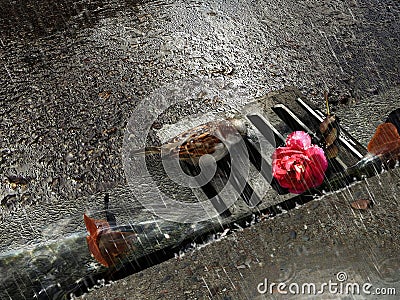 Sparrow and rose under rain Cartoon Illustration