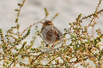 Sparrow on the Shrubbery Stock Photo