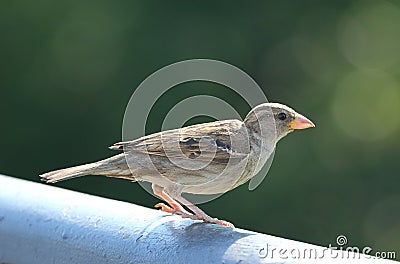 Sparrow sits on a metal pipe Stock Photo