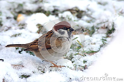 The sparrow sits on snow Stock Photo