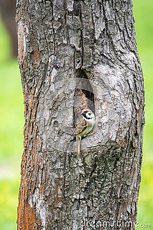 Sparrow sits on a tree trunk near the hollow Stock Photo