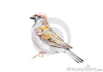 Sparrow sitting on a branch. Watercolor illustration isolated on white Cartoon Illustration