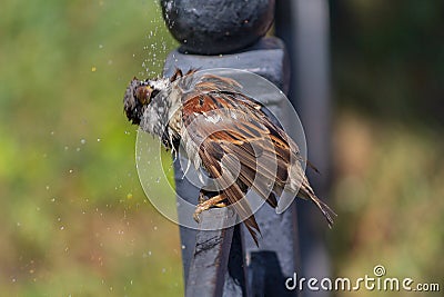 Sparrow sitting on a fence shakes off after bathing in a pool Stock Photo