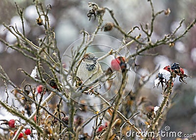 Sparrow sitting on leafless twigs of wild rose Stock Photo