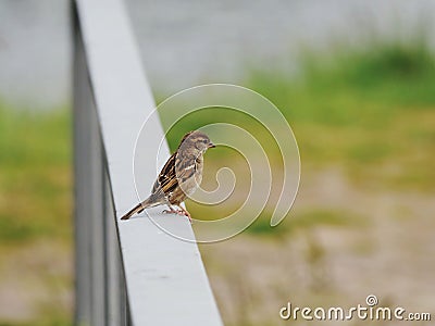 Sparrow sitting on metal railing looking Stock Photo
