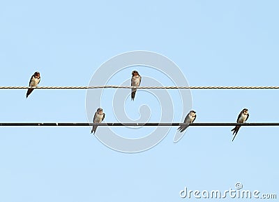 Sparrow sitting on the power cable Stock Photo