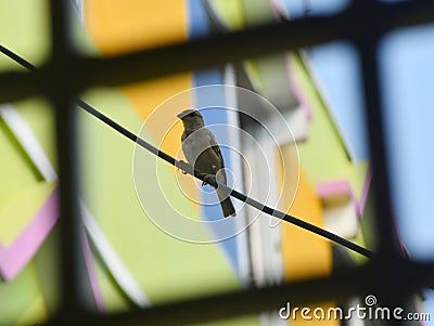 A Sparrow is sitting on a wire Stock Photo