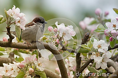 Sparrow spins and spring blooms Stock Photo