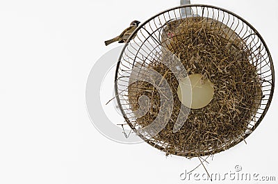 Sparrow standing on the ceiling fan Stock Photo