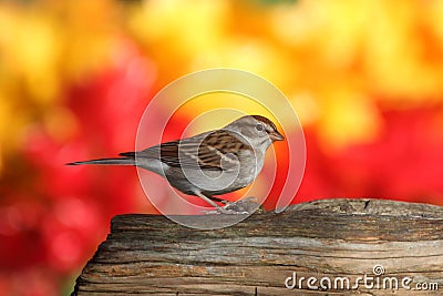 Sparrow On A Stump In Fall Stock Photo