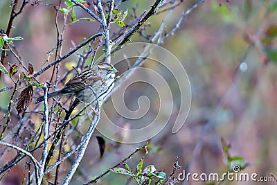 Sparrow on tree branch in bushes Stock Photo
