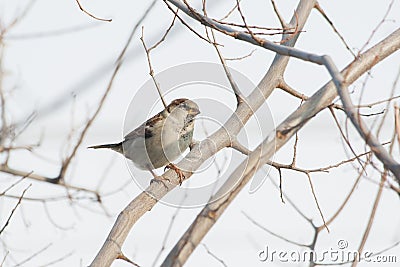 Sparrow on the tree Stock Photo