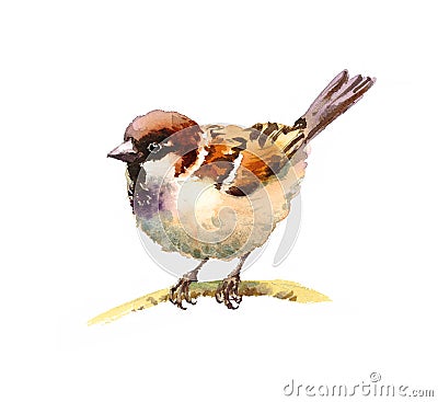 Sparrow Watercolor Bird Illustration Hand Drawn Cartoon Illustration