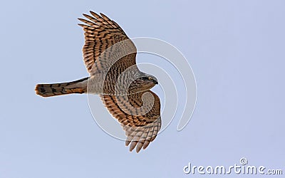 Sparrowhawk Stock Photo