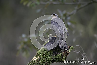Sparrowhawk, Accipiter nisus Stock Photo